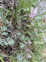 Dicentra pauciflora
