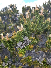 Orites revolutus