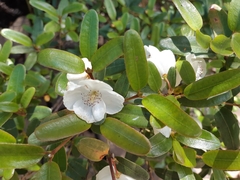 Eucryphia lucida