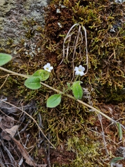 Myosotis lytteltonensis