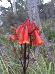 Blandfordia punicea