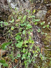 Myosotis lytteltonensis