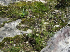 Ornithogalum schlechterianum