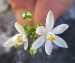 Ornithogalum schlechterianum