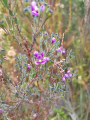 Comesperma retusum