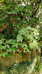 Acer pseudoplatanus