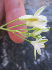 Ornithogalum schlechterianum