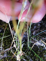 Ornithogalum schlechterianum