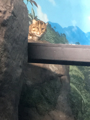 Prionailurus viverrinus