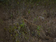 Panthera pardus fusca