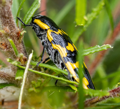 Cyrioides imperialis
