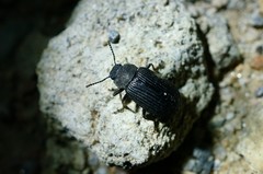 Heterotarsus carinula