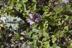 Thymus nummularius