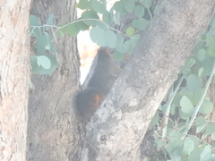 Sciurus niger