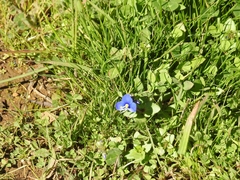 Veronica syriaca