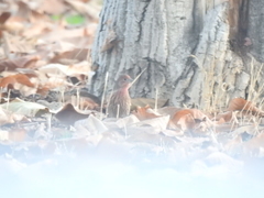 Haemorhous mexicanus