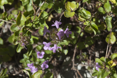 Thymus nummularius