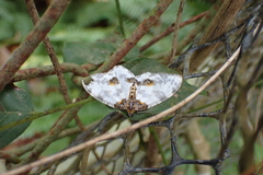 Abraxas parvimiranda