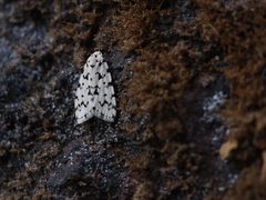 Aemene taprobanis