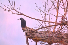 Sturnus vulgaris