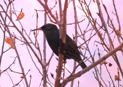Sturnus vulgaris