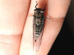 Myopsalta mackinlayi