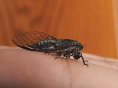 Myopsalta mackinlayi