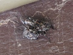 Myopsalta mackinlayi