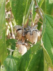 Ditaxinae