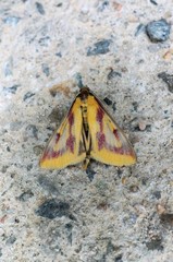 Ostrinia palustralis