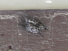 Myopsalta mackinlayi