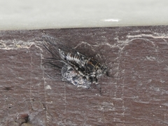 Myopsalta mackinlayi