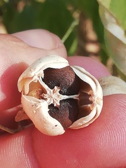 Ditaxinae