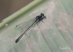 Onychargia atrocyana