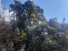 Eriobotrya bengalensis