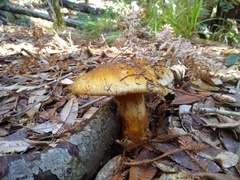 Cortinarius ponderosus
