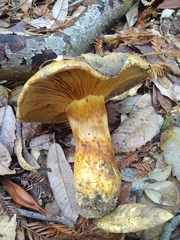 Cortinarius ponderosus