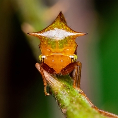 Vestistilus variabilis