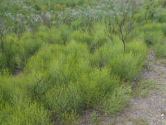 Baccharis notosergila