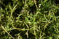 Mycosyrinx cissi