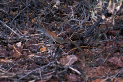 Aspidoscelis xanthonotus