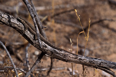 Urosaurus ornatus schottii