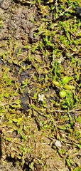Crassula sinclairii