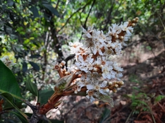 Eriobotrya bengalensis