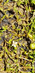 Crassula sinclairii