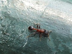 Dilobocondyla fouqueti