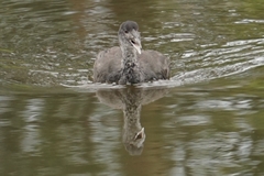 Fulica atra australis