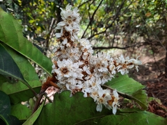Eriobotrya bengalensis