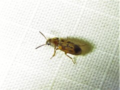 Mycetophagus pluripunctatus