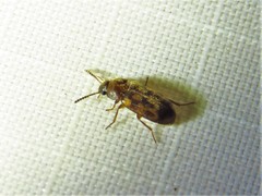 Mycetophagus pluripunctatus